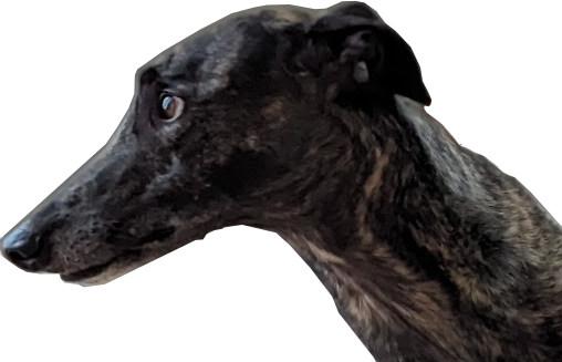 a brindle greyhound head facing left